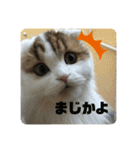 キキちゃんスタンプ3（個別スタンプ：19）