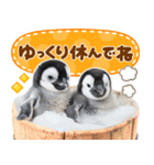 かわいい♡ペンギン（個別スタンプ：8）