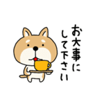 柴犬 ビジネススタンプ（個別スタンプ：40）