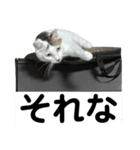 ごまこの日常5、きなこも居るよ（個別スタンプ：3）