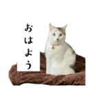 ごまこの日常5、きなこも居るよ（個別スタンプ：4）
