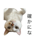 ごまこの日常5、きなこも居るよ（個別スタンプ：5）