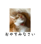 ごまこの日常5、きなこも居るよ（個別スタンプ：6）