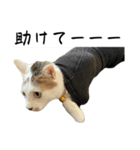 ごまこの日常5、きなこも居るよ（個別スタンプ：7）