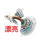 魚グッピー美しい水族館2（個別スタンプ：2）