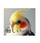 煽りまくるオカメインコ3（個別スタンプ：11）