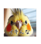 煽りまくるオカメインコ3（個別スタンプ：17）