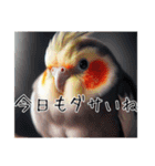 煽りまくるオカメインコ3（個別スタンプ：18）