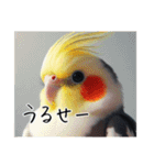 煽りまくるオカメインコ3（個別スタンプ：20）