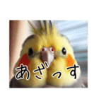 煽りまくるオカメインコ（個別スタンプ：1）