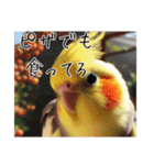 煽りまくるオカメインコ（個別スタンプ：4）