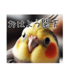 煽りまくるオカメインコ（個別スタンプ：6）