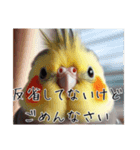 煽りまくるオカメインコ（個別スタンプ：8）