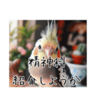 煽りまくるオカメインコ（個別スタンプ：15）