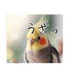 煽りまくるオカメインコ（個別スタンプ：17）