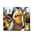 煽りまくるオカメインコ（個別スタンプ：20）