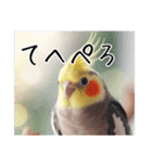 煽りまくるオカメインコ（個別スタンプ：22）