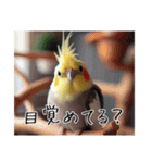 煽りまくるオカメインコ（個別スタンプ：24）