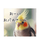 煽りまくるオカメインコ2（個別スタンプ：1）