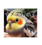 煽りまくるオカメインコ2（個別スタンプ：5）