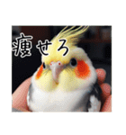 煽りまくるオカメインコ2（個別スタンプ：17）