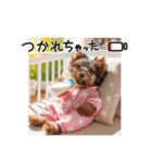 愛犬で作るいつの時代も格差社会スタンプ2（個別スタンプ：34）