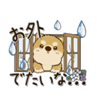 柴犬・茶色い犬 『雨の日』梅雨（個別スタンプ：27）