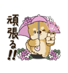 柴犬・茶色い犬 『雨の日』梅雨（個別スタンプ：33）