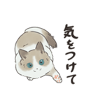 ラグドール猫のふだん使いスタンプ（個別スタンプ：15）