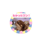 チワワのチョコちゃんスタンプ2（個別スタンプ：1）