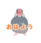 文鳥「九叶」のもふもふ日記（個別スタンプ：1）