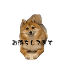 超使える犬。（個別スタンプ：2）