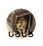 超使える犬。（個別スタンプ：3）