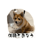 超使える犬。（個別スタンプ：4）