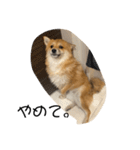 超使える犬。（個別スタンプ：5）