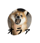 超使える犬。（個別スタンプ：6）