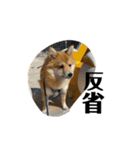超使える犬。（個別スタンプ：7）