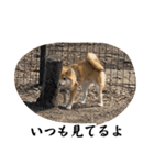 超使える犬。（個別スタンプ：8）
