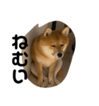 超使える犬。（個別スタンプ：9）
