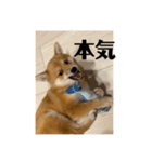 超使える犬。（個別スタンプ：10）