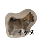 超使える犬。（個別スタンプ：11）