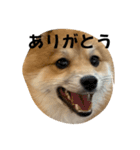 超使える犬。（個別スタンプ：12）