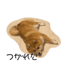 超使える犬。（個別スタンプ：13）