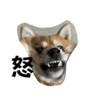 超使える犬。（個別スタンプ：14）