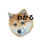 超使える犬。（個別スタンプ：15）