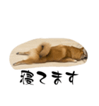 超使える犬。（個別スタンプ：16）