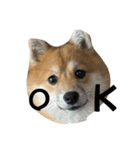 超使える犬。（個別スタンプ：17）