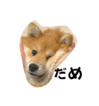 超使える犬。（個別スタンプ：18）