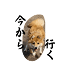 超使える犬。（個別スタンプ：19）