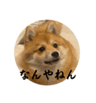 超使える犬。（個別スタンプ：20）